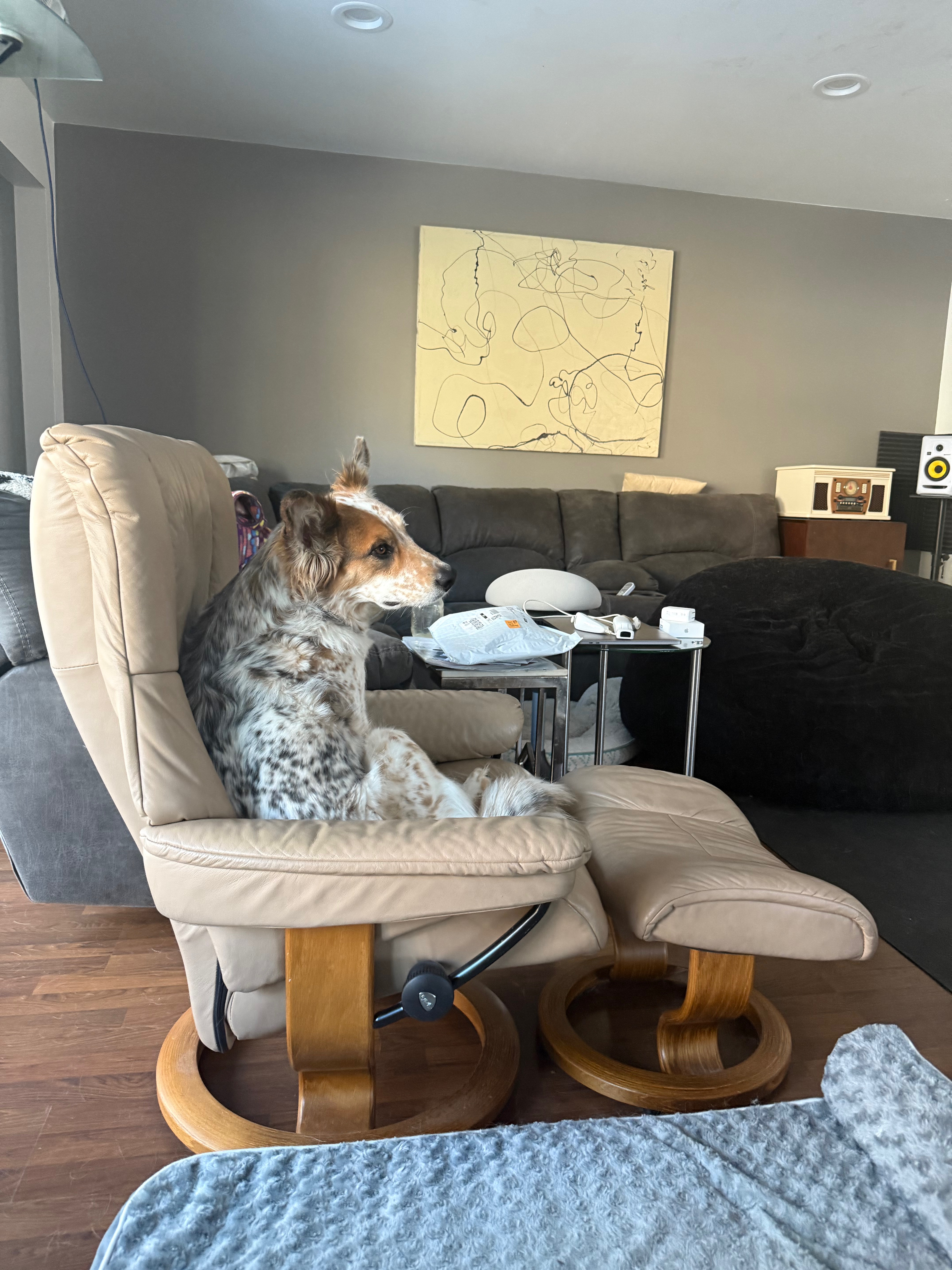 Dog 1