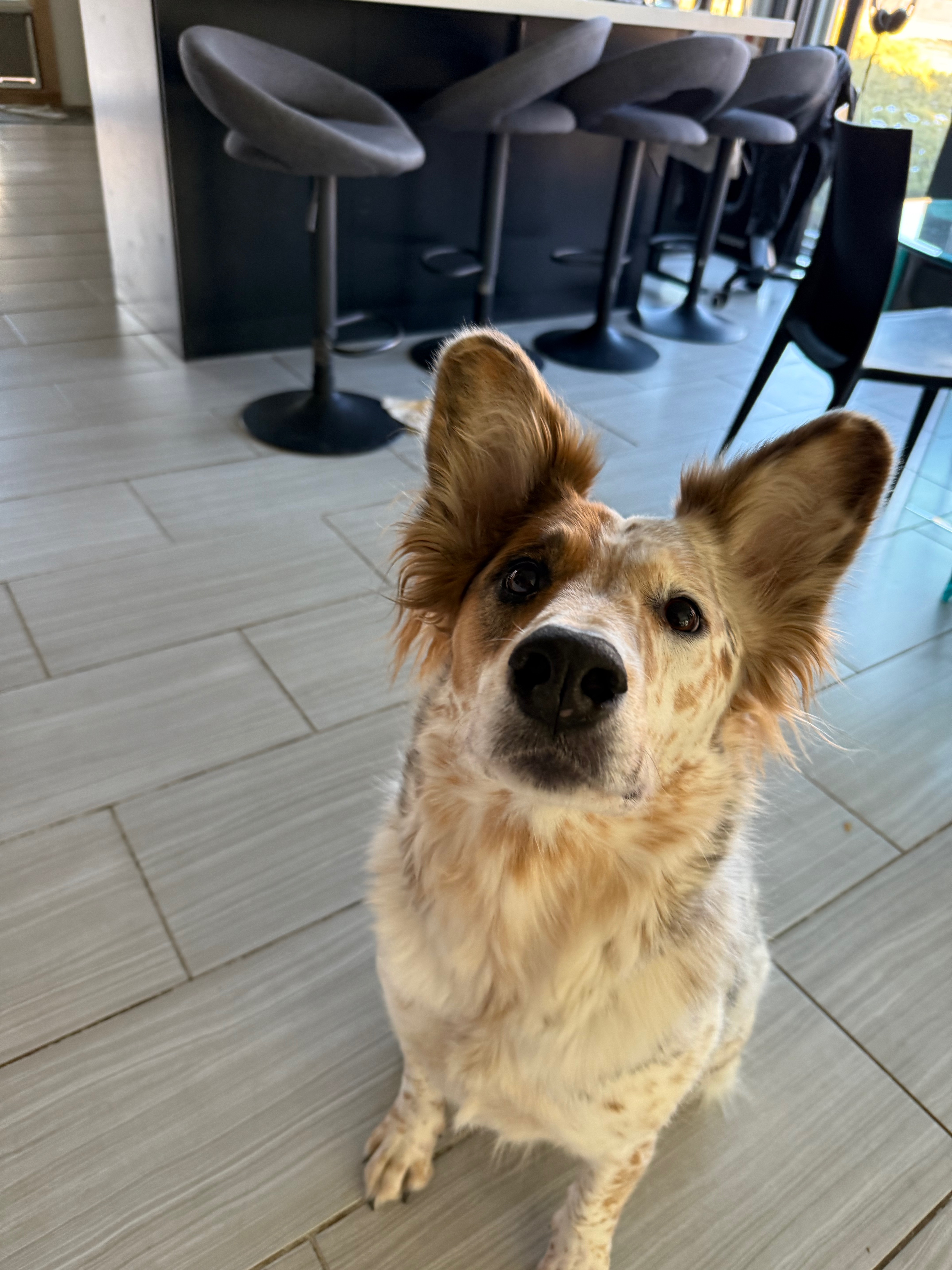 Dog 4
