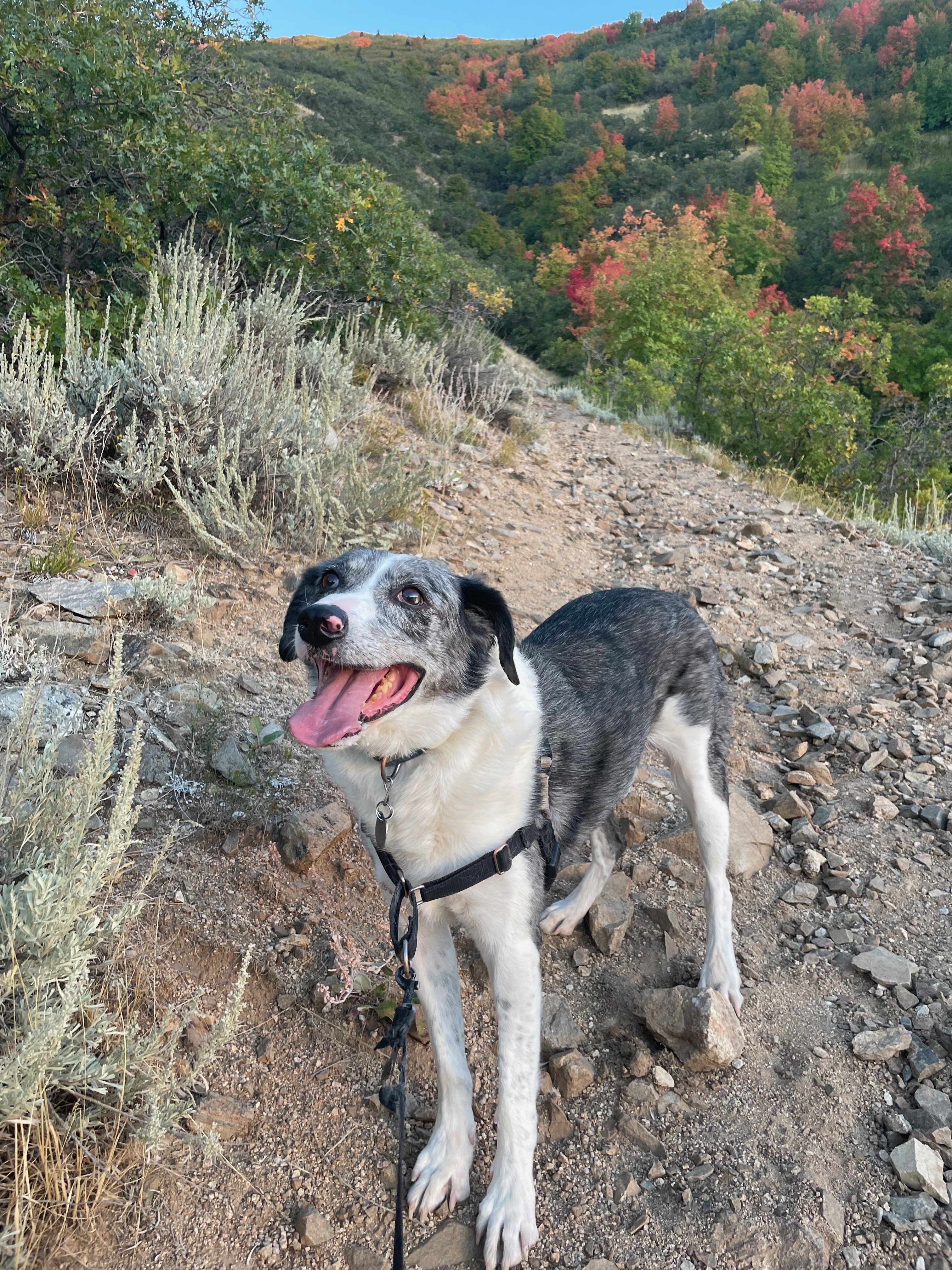Dog 6