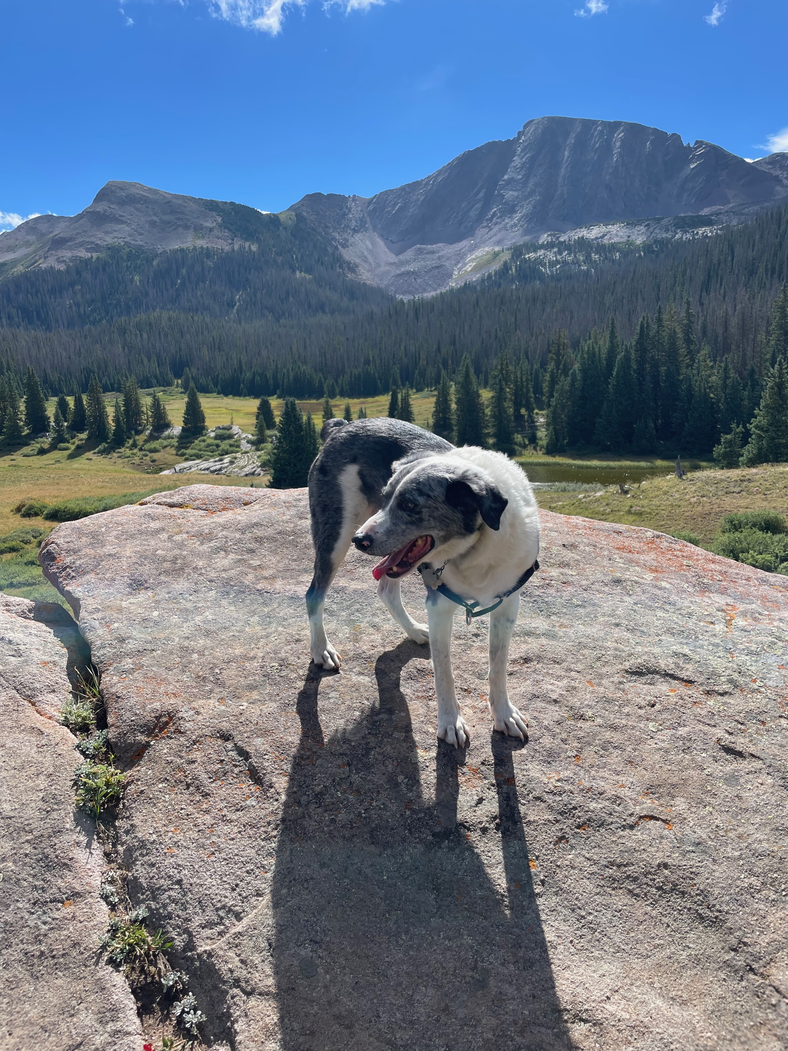 Dog 7